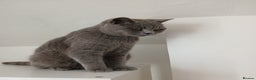 British Shorthair cats for sale: STUNNING LILAC BLUE BHS YOUNG FEMALE CAT - Advert 21