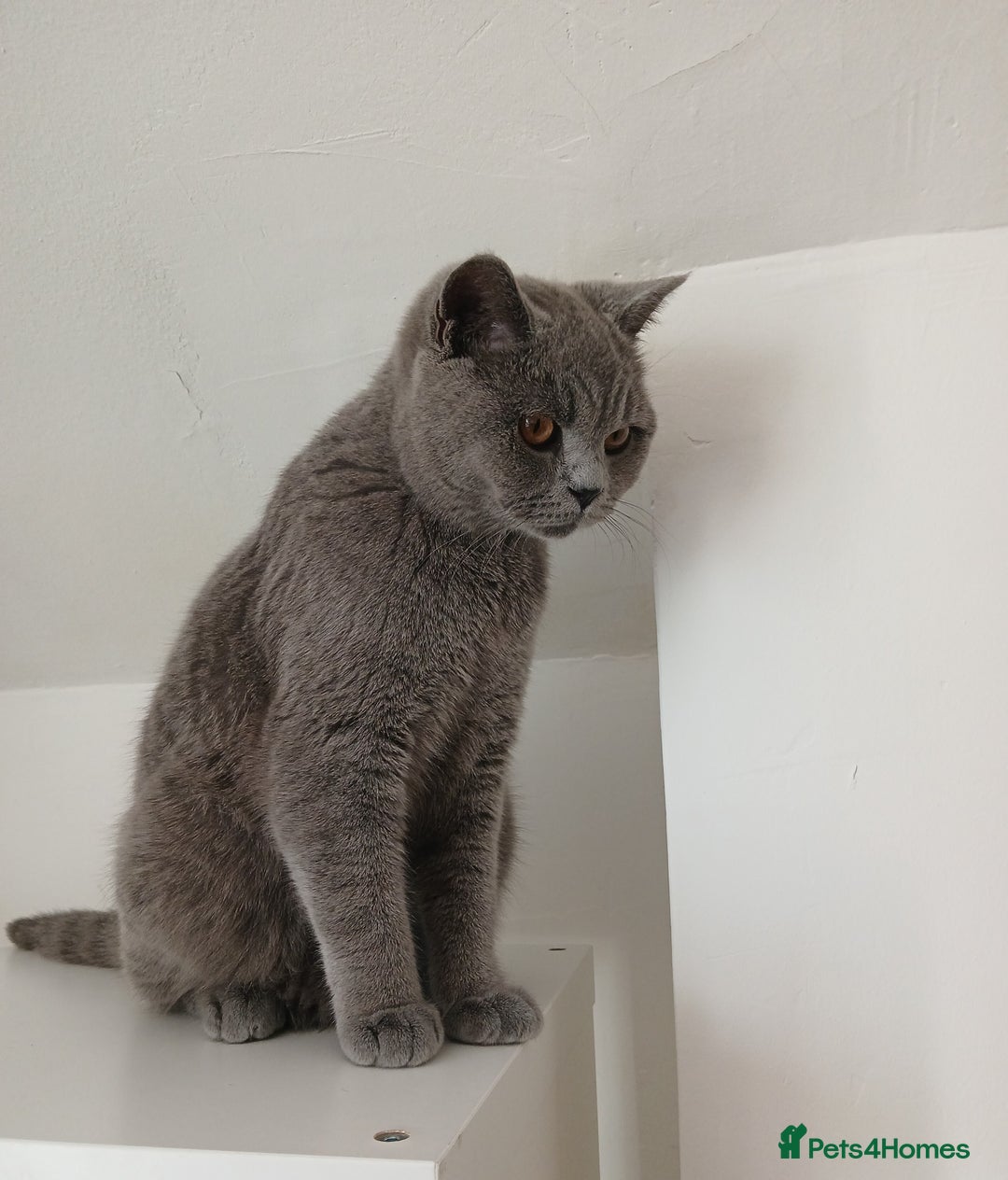 British Shorthair cats for sale: STUNNING LILAC BLUE BHS YOUNG FEMALE CAT - Advert 21