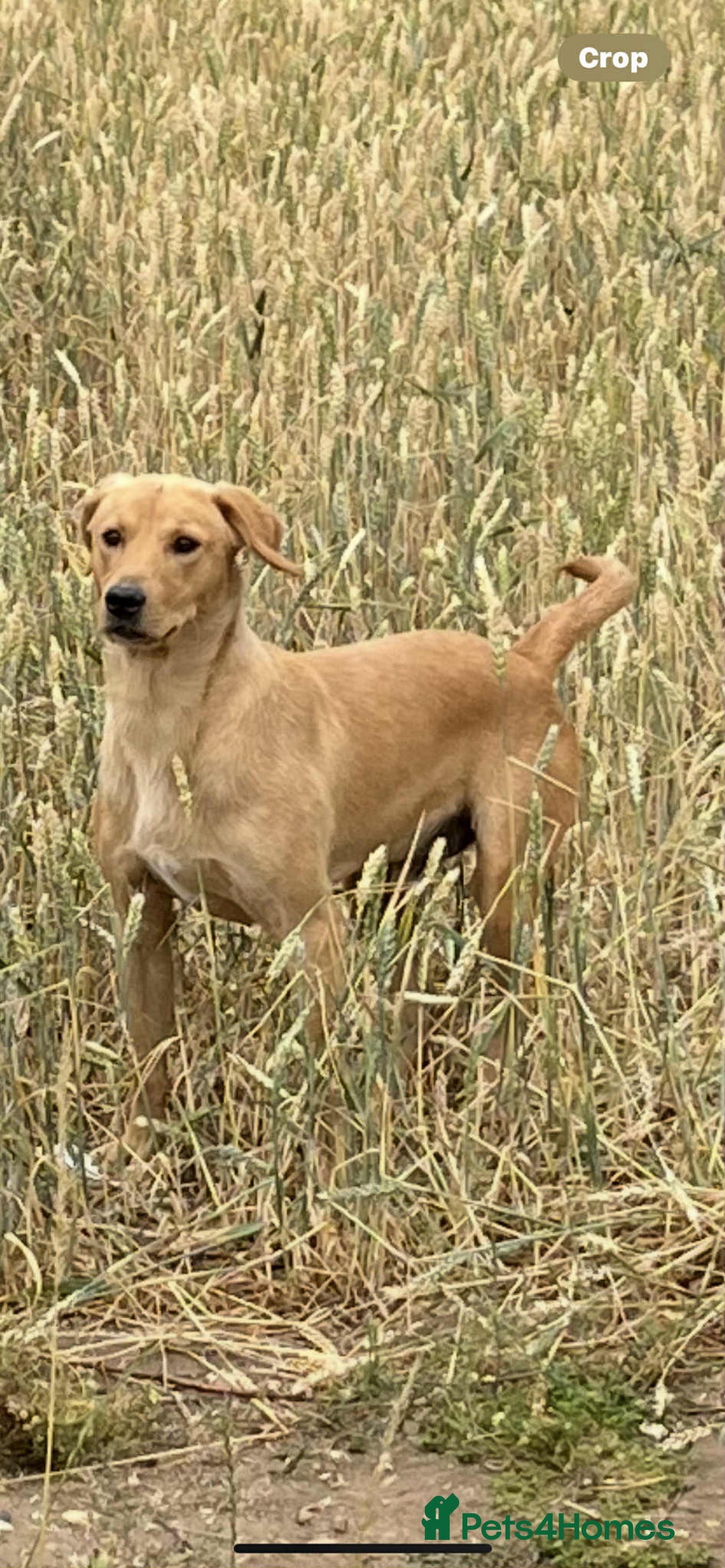 Labrador Retriever dogs for sale: Working Labrador retrievers - Advert 1