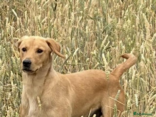 Labrador Retriever dogs Working Labrador retrievers - Advert 1