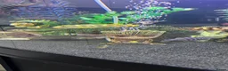 Cichlids fish for sale: Juwel fish tanks with everything  in Worksop - Advert 3