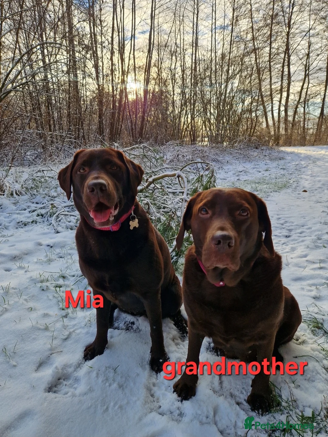 Labrador Retriever dogs for sale: Chocolate Puppies Expected  Waiting List Now Open  - Advert 7