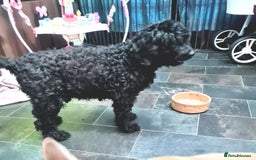 Cockapoo dogs for sale: 🎃PUMPKIN & RAVEN🐦‍⬛ - Image 7