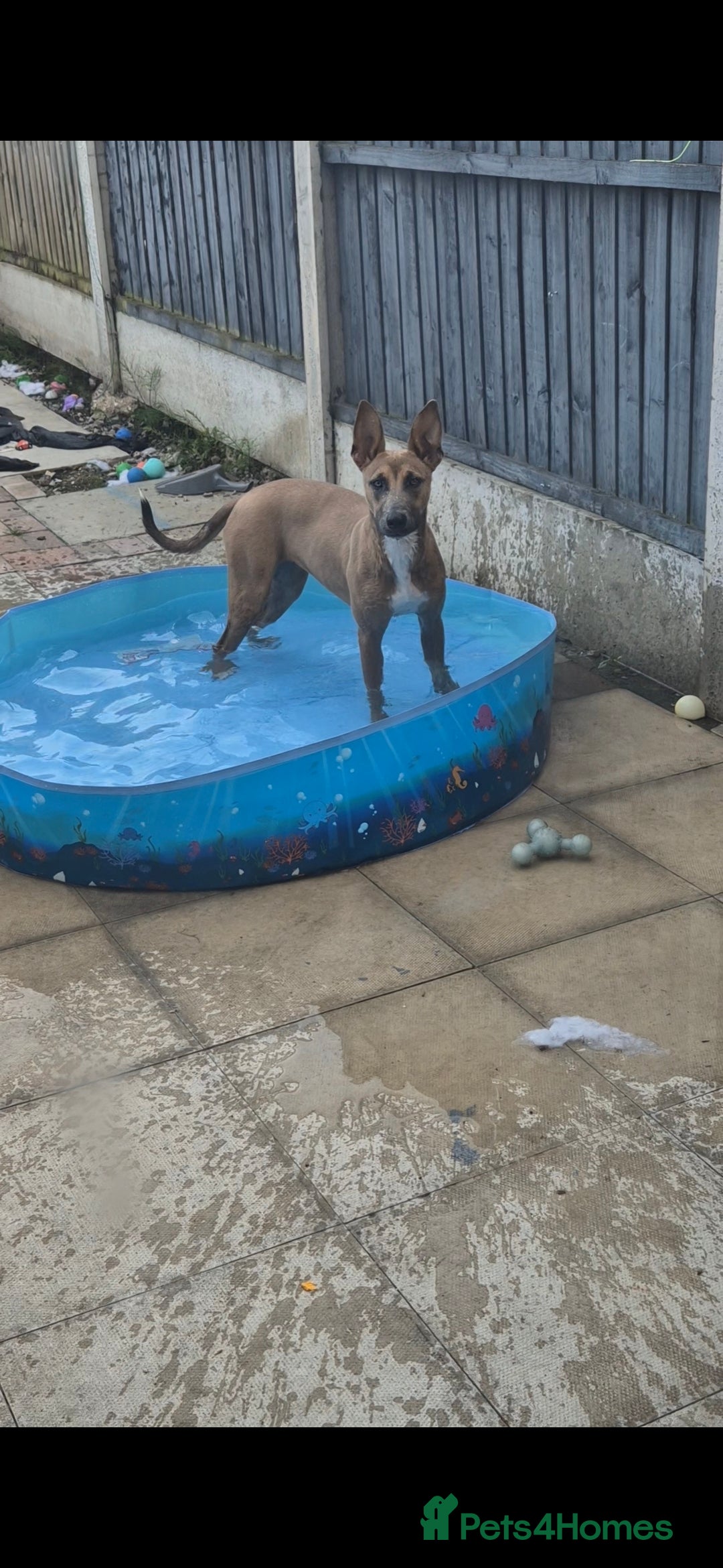 Mixed Breed dogs for sale: Belgian Malinois Kupa - Image 6
