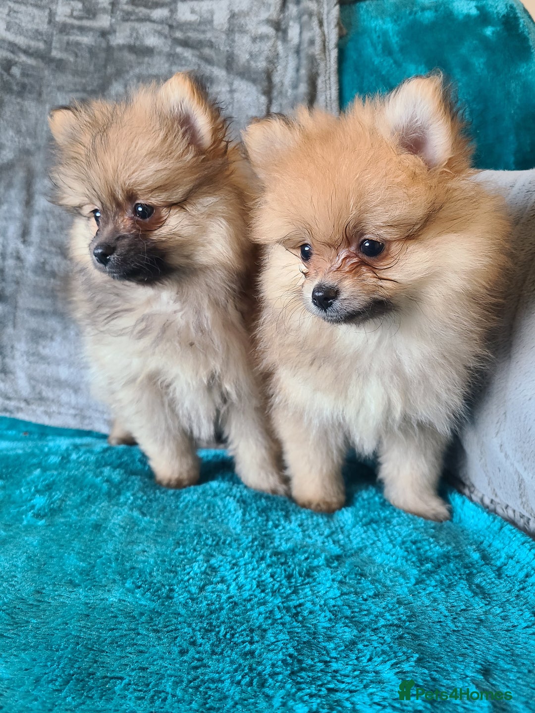 Pomeranian dogs for sale: Pomeranian puppies ready now 1 male left! - Advert 4