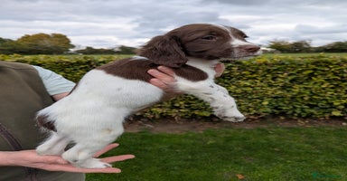 English Springer Spaniel dogs - Advert 1