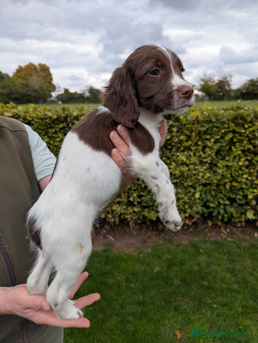 English Springer Spaniel dogs for sale: FTCH x OFTAW Springer Spaniel Puppies - Image 2