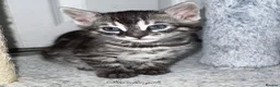 Bengal cats for sale: 🌟Pedigree bengal kittens 🌟 - Advert 6
