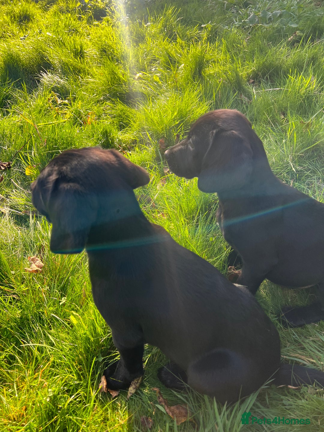 Springador dogs for sale: Beautiful F1 Springador pups for sale! - Advert 4