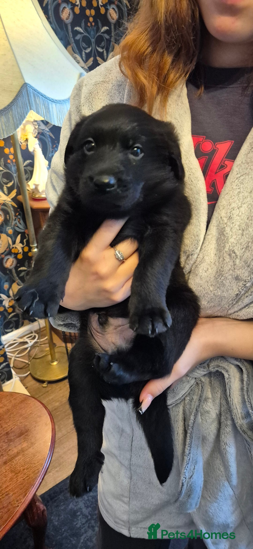 Mixed Breed dogs for sale: Beautiful sheprador puppies  - Advert 5