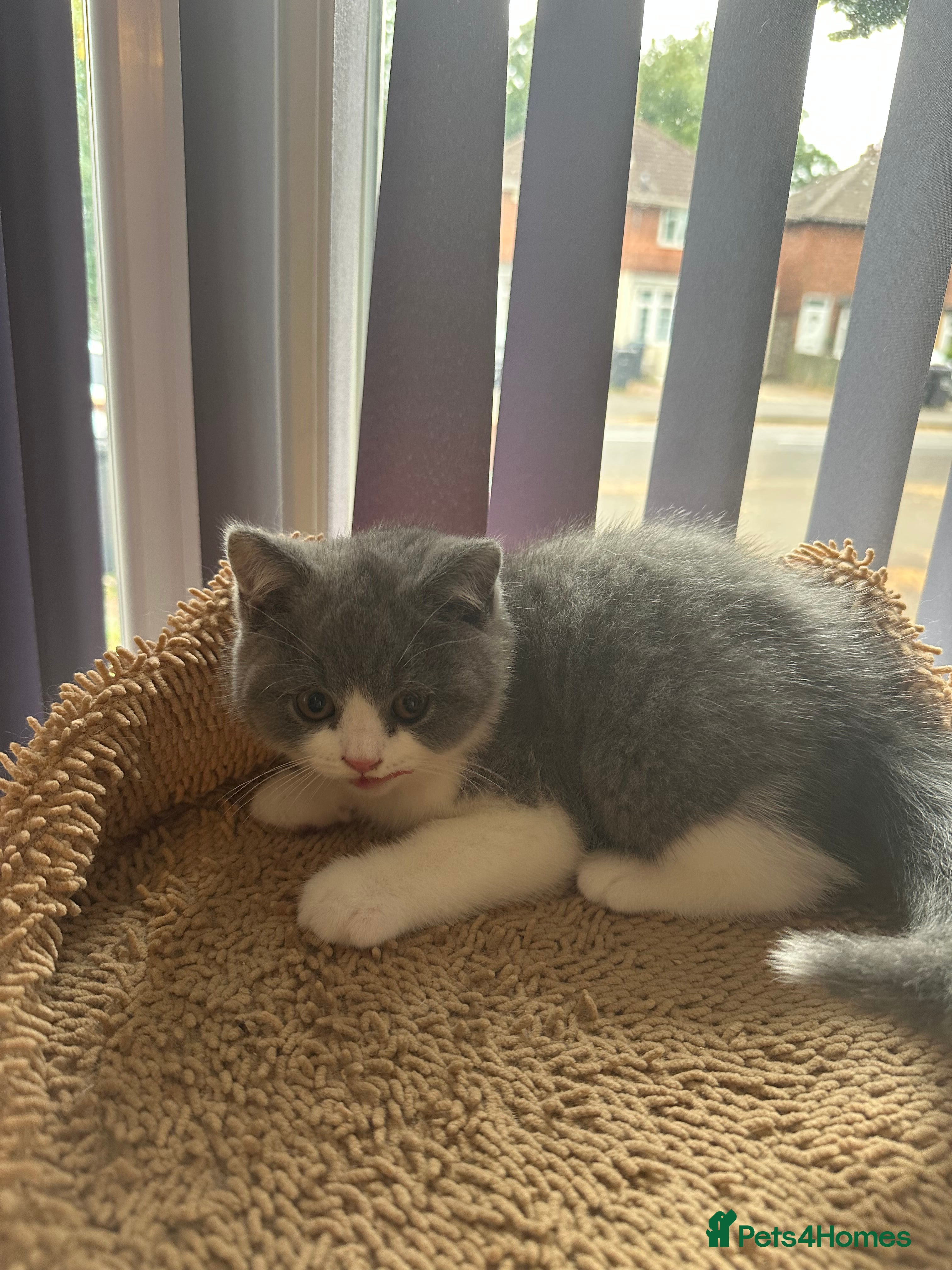 British Shorthair cats British Shorthairs - Advert 2