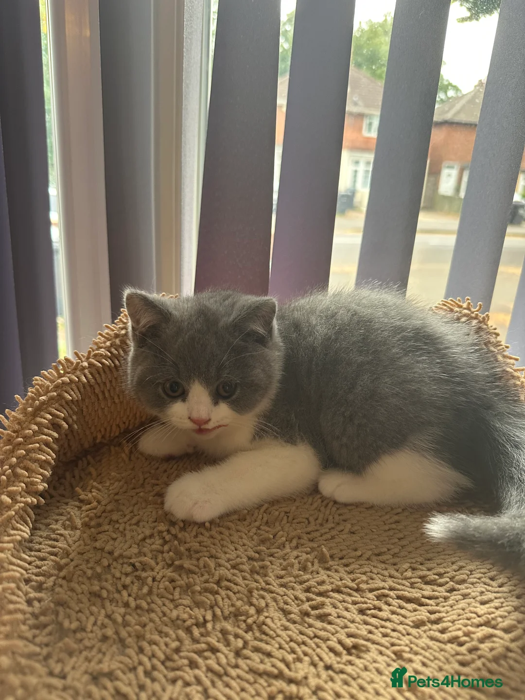British Shorthair cats for sale: British Shorthairs - Advert 1