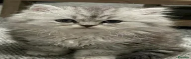 Persian Kitten 1