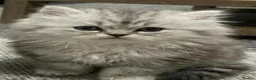 Persian cats for sale: Persian chinchilla kittens  - Advert 13