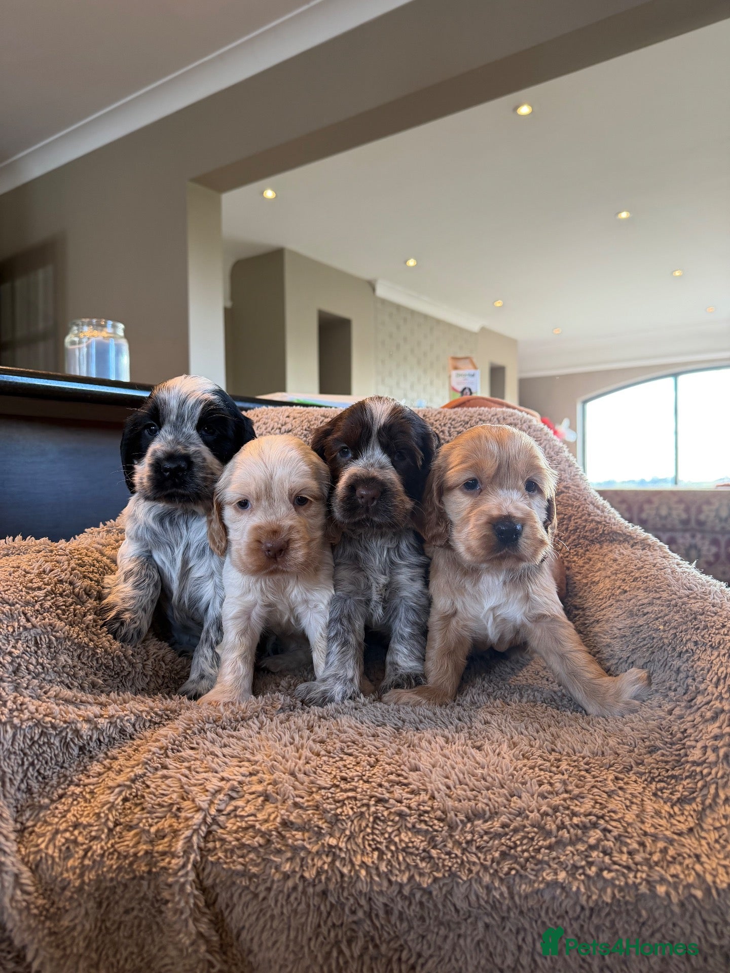 Cocker Spaniel dogs Cocker Spaniel  - Advert 1