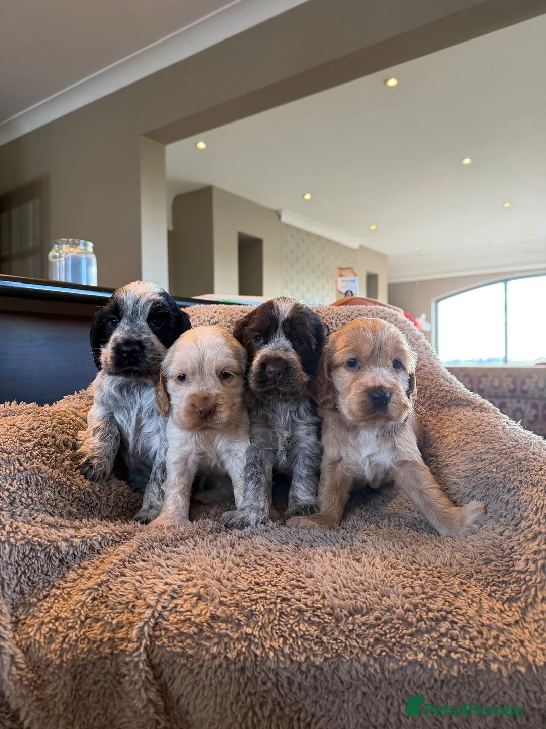 Cocker Spaniel dogs for sale: Cocker Spaniel  - Advert 1