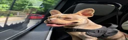 Mixed Breed dogs for sale: Reggie  - Advert 4
