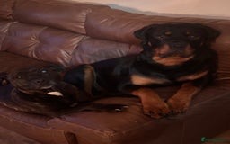 Mixed Breed dogs for sale: Rottweiler x Staffordshire bull terrier puppies - Image 14
