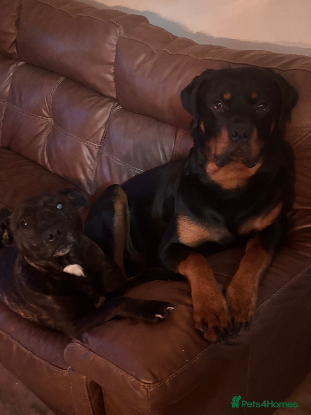 Mixed Breed dogs for sale: Rottweiler x Staffordshire bull terrier puppies - Image 14