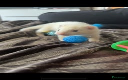 Ferret rodents for sale: 3 hobs for sale - Image 4