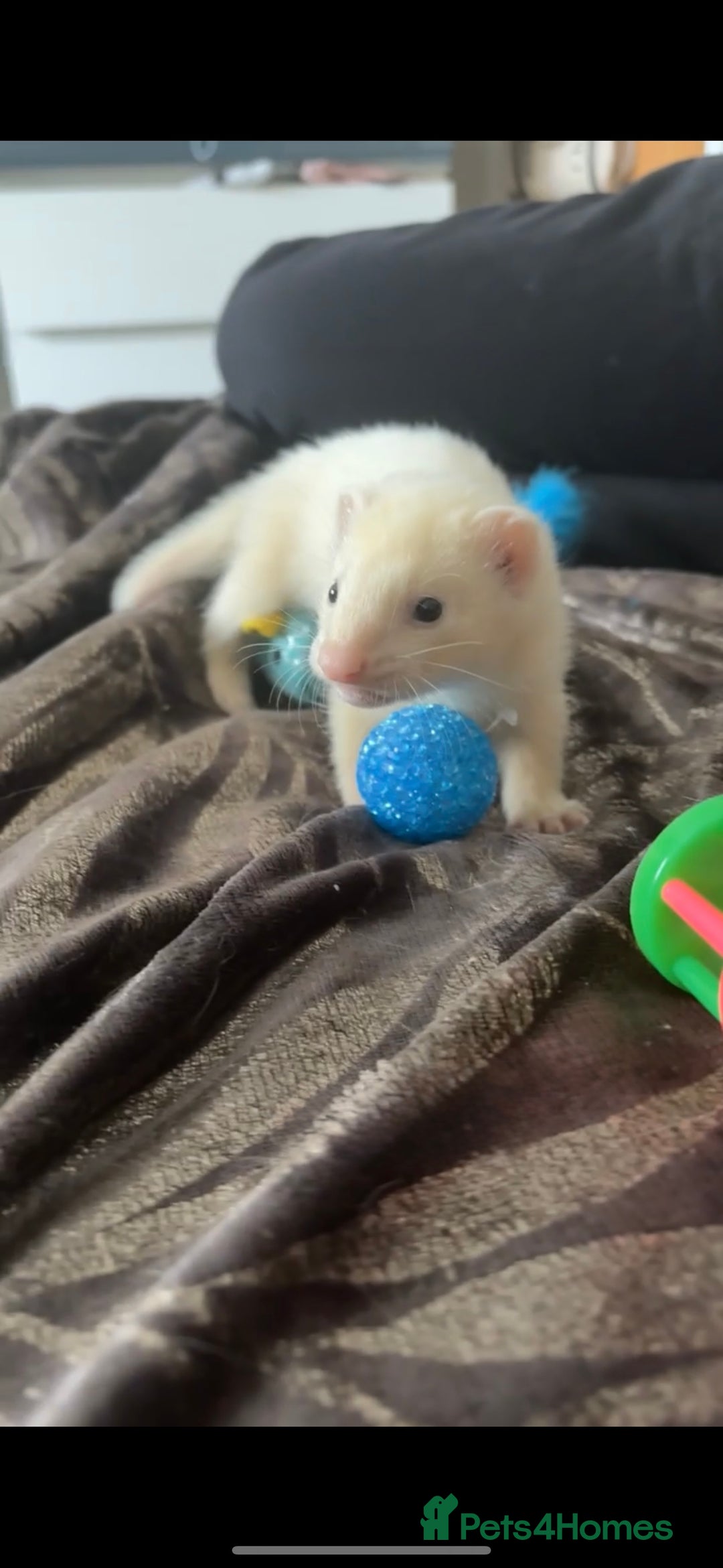 Ferret rodents for sale: 3 hobs for sale - Image 4