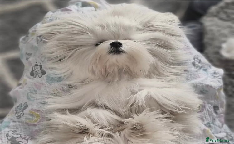 Maltese dogs - Advert 1