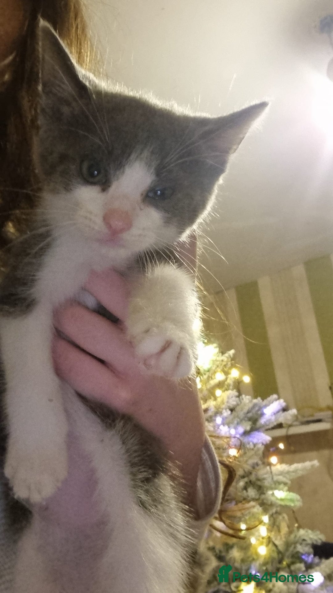 Mixed Breed cats for sale: Kittens - Advert 4