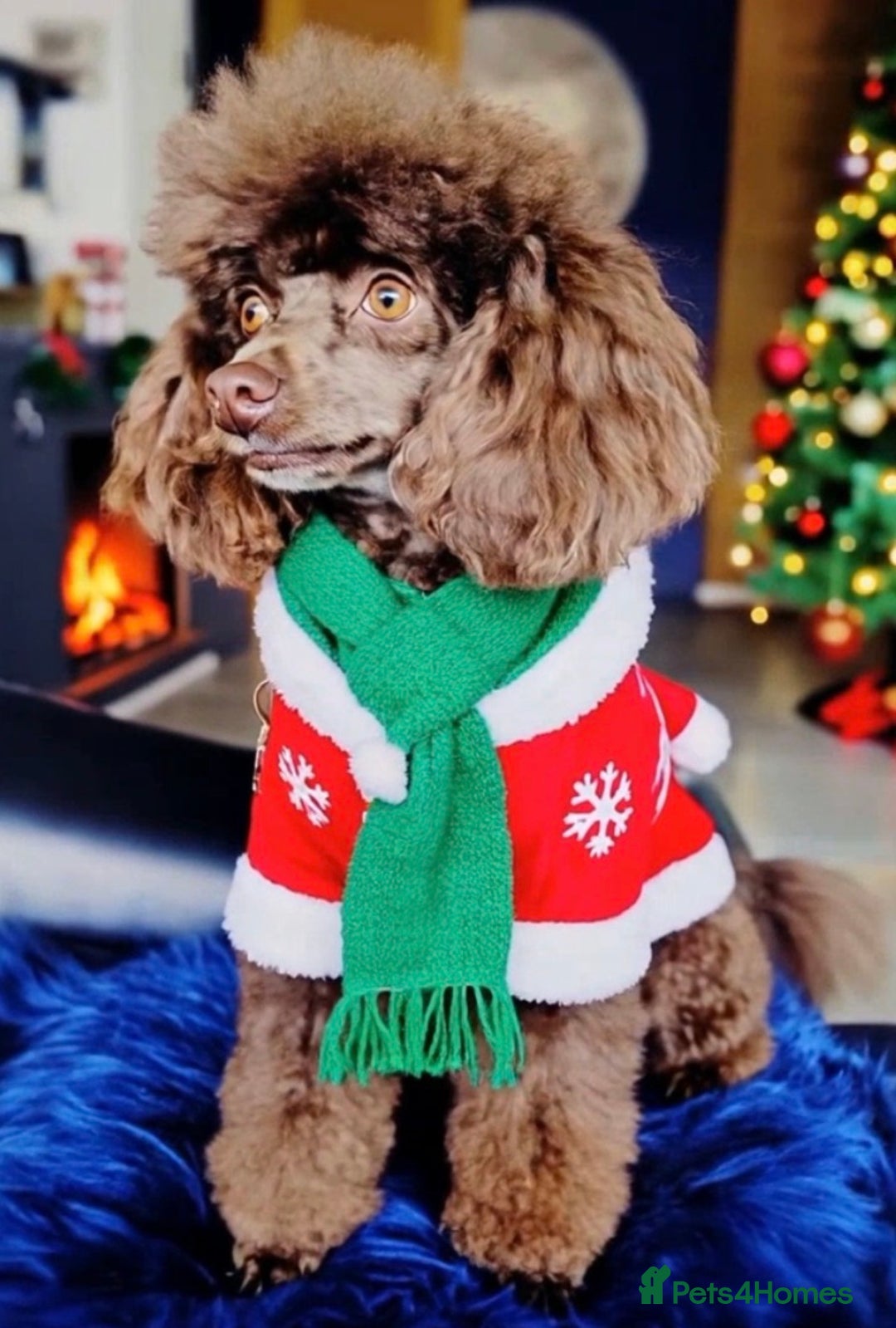 Toy Poodle dogs for sale: Chocolate tiny toy poodle  - Advert 2