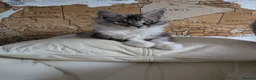 Maine Coon cats for sale: Male Maine Coon Kitten. Both parents can be seen  - Advert 36