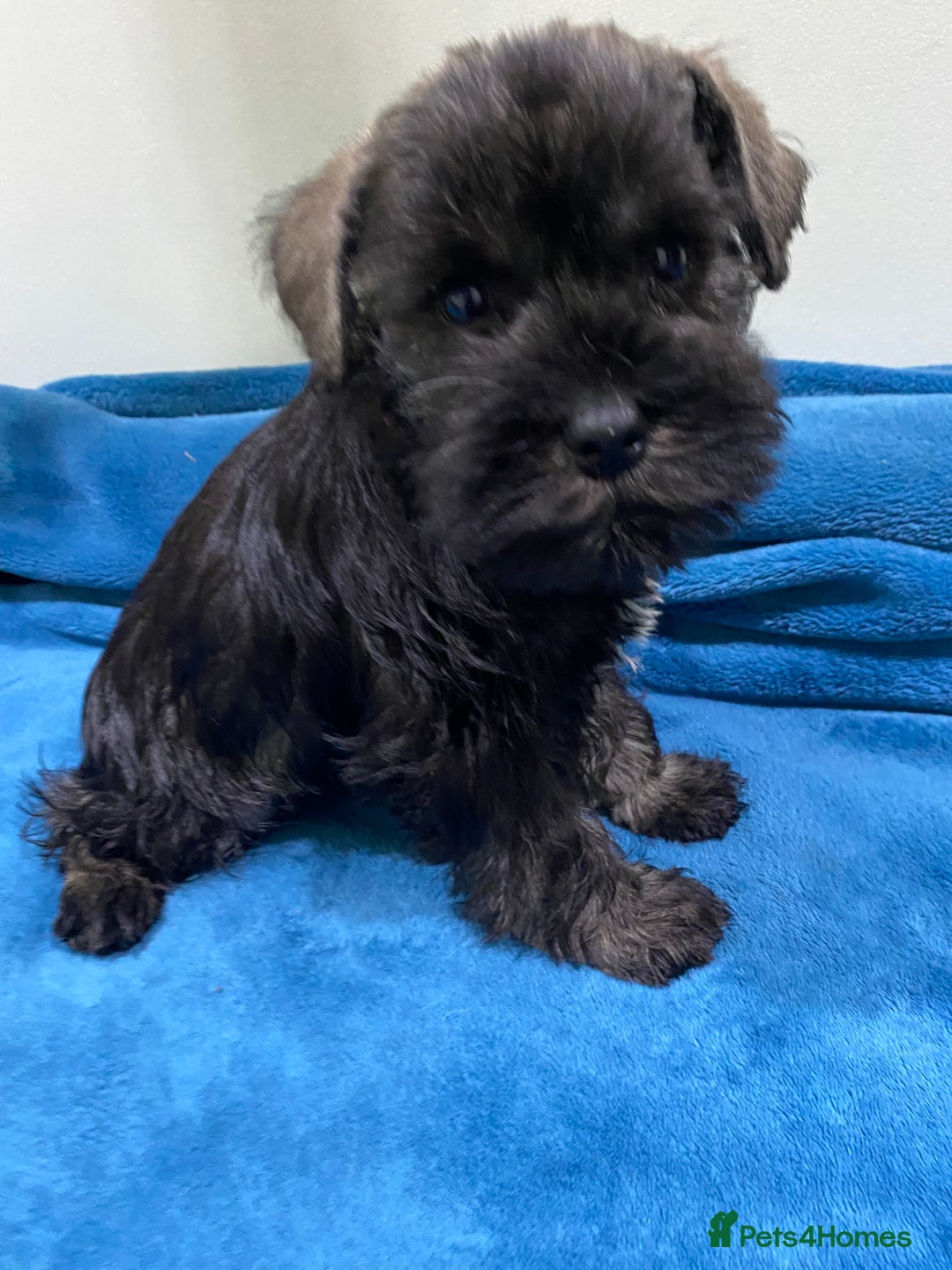 Miniature Schnauzer dogs for sale: Miniature schnauzer puppies  - Advert 6