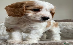 Cockapoo dogs for sale: 🐾Beautiful F2 cockapoos  🐾 - Image 34