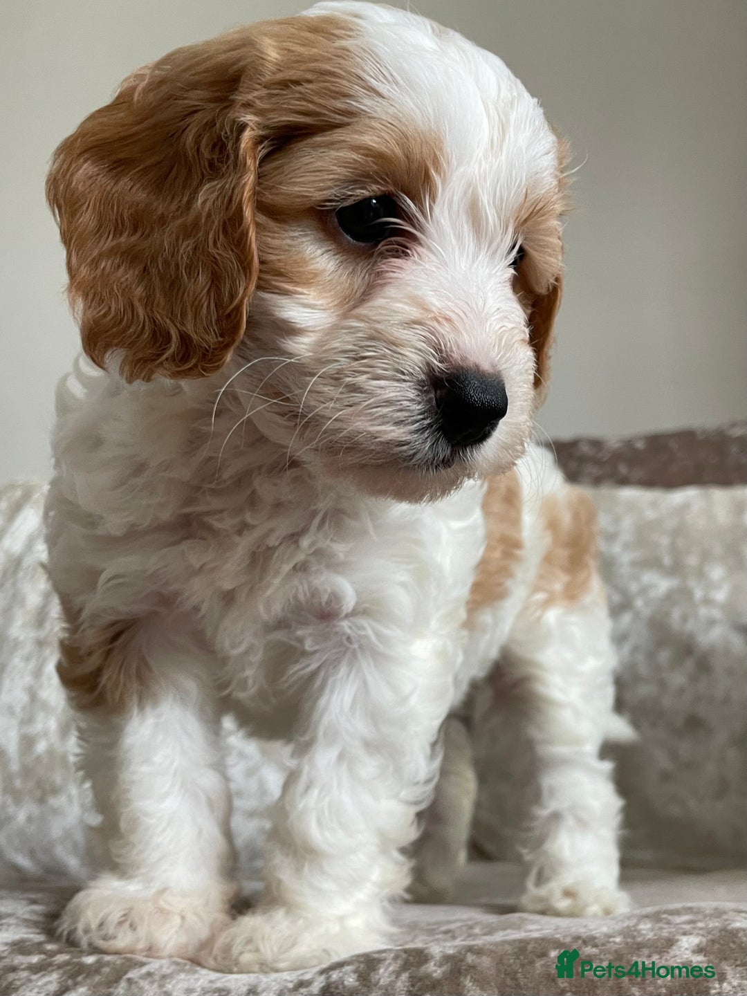 Cockapoo dogs for sale: 🐾Beautiful F2 cockapoos  🐾 - Image 34