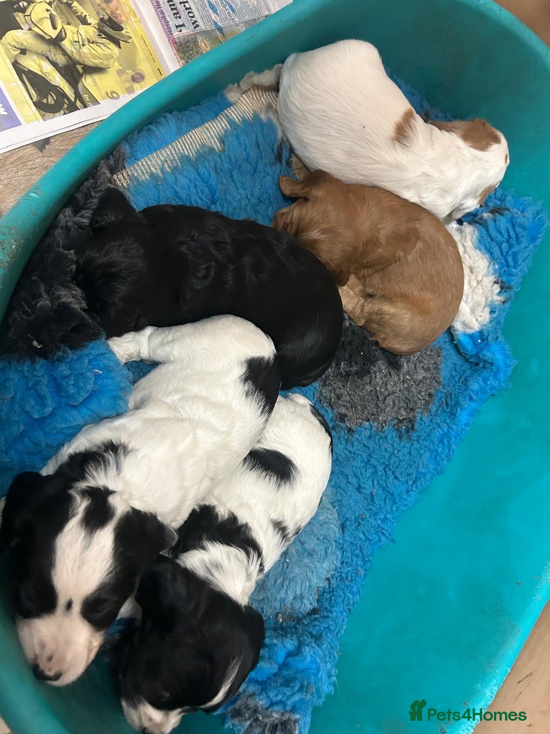 Cocker Spaniel dogs for sale: Working Cocker Spaniel puppies  - Advert 4