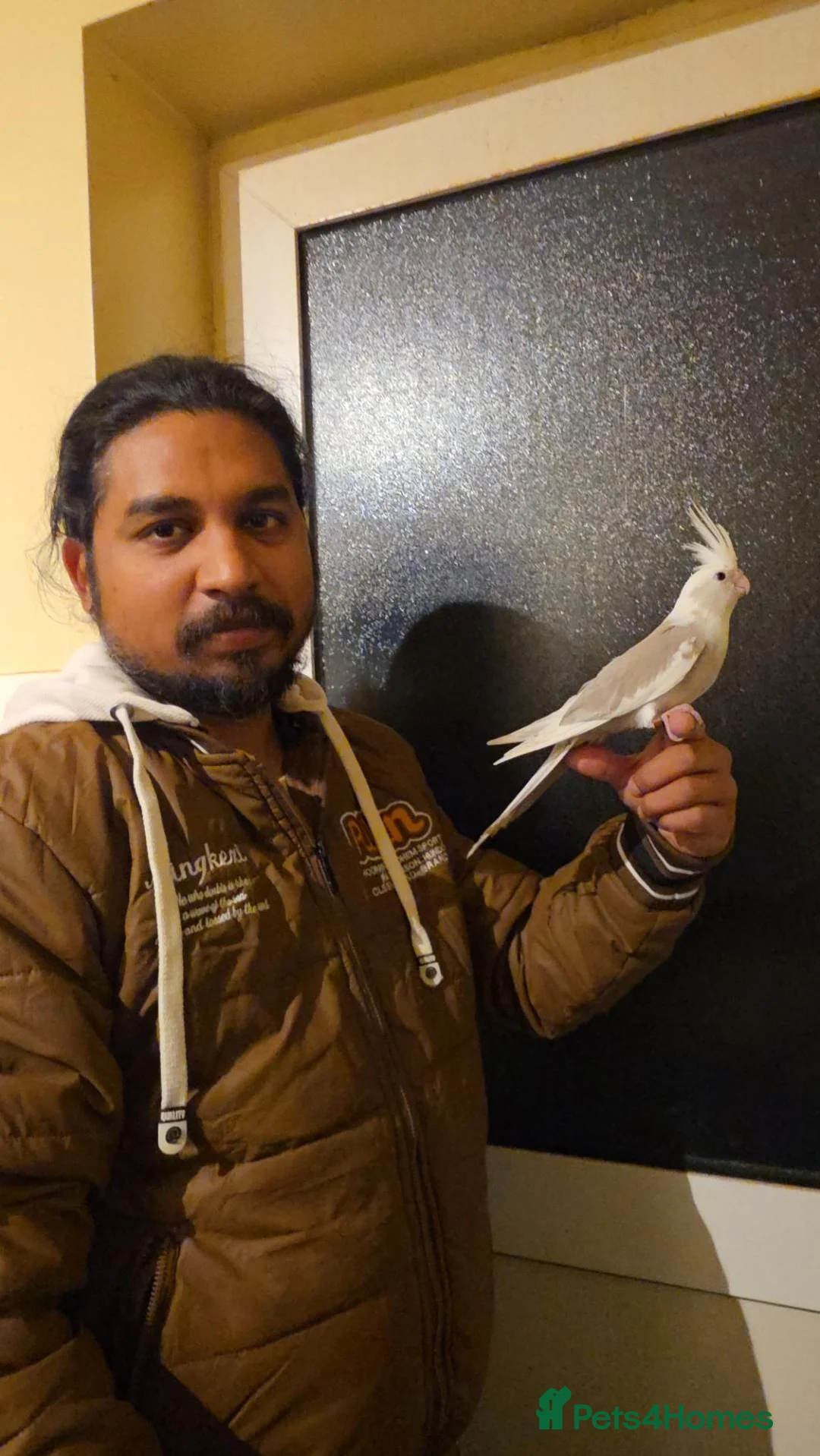 Cockatiels birds for sale: Hand Tamed Baby Cockatiels Super Friendly foe sale - Advert 2