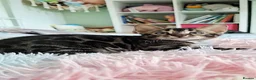 Bengal cats for sale: luxurious bengals - Advert 39