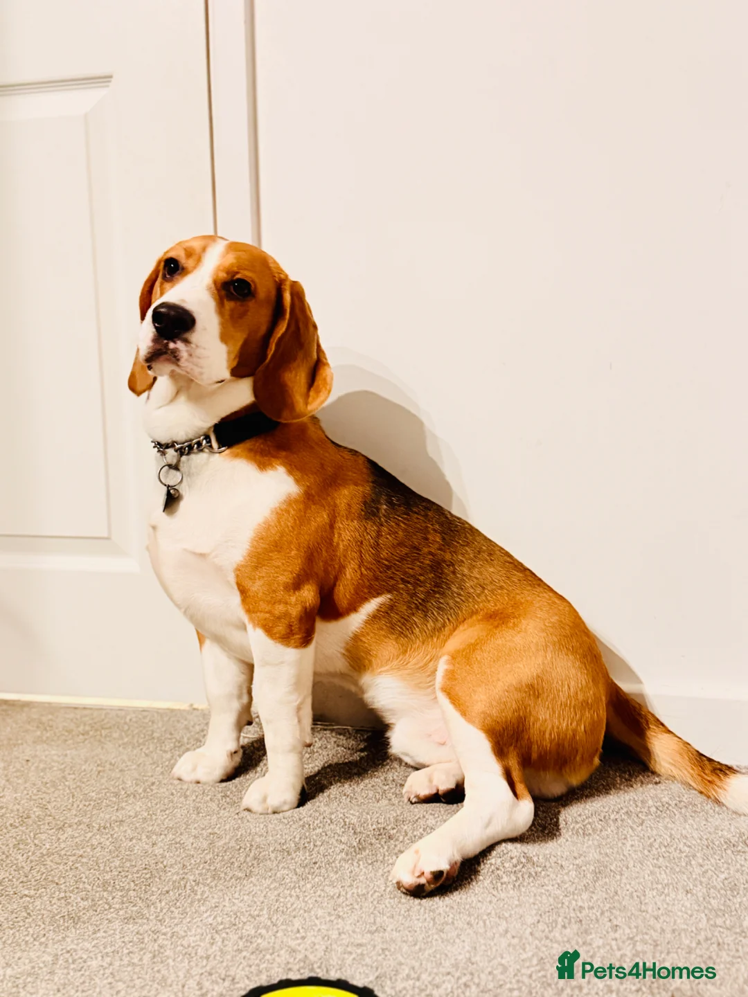 Beagle dogs for sale: Bruno – Naughty, Food-Loving & Trained Dog 🐾 in Leicester - Advert 6