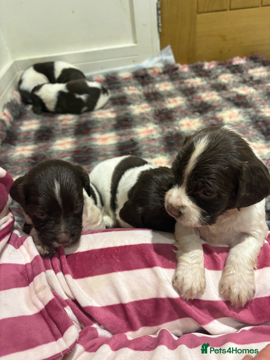 English Springer Spaniel dogs for sale: Quality English springer spaniel puppies  - Advert 10