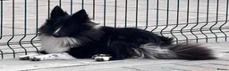 Shetland Sheepdog dogs for sale: Beautiful black bi girl  - Advert 11