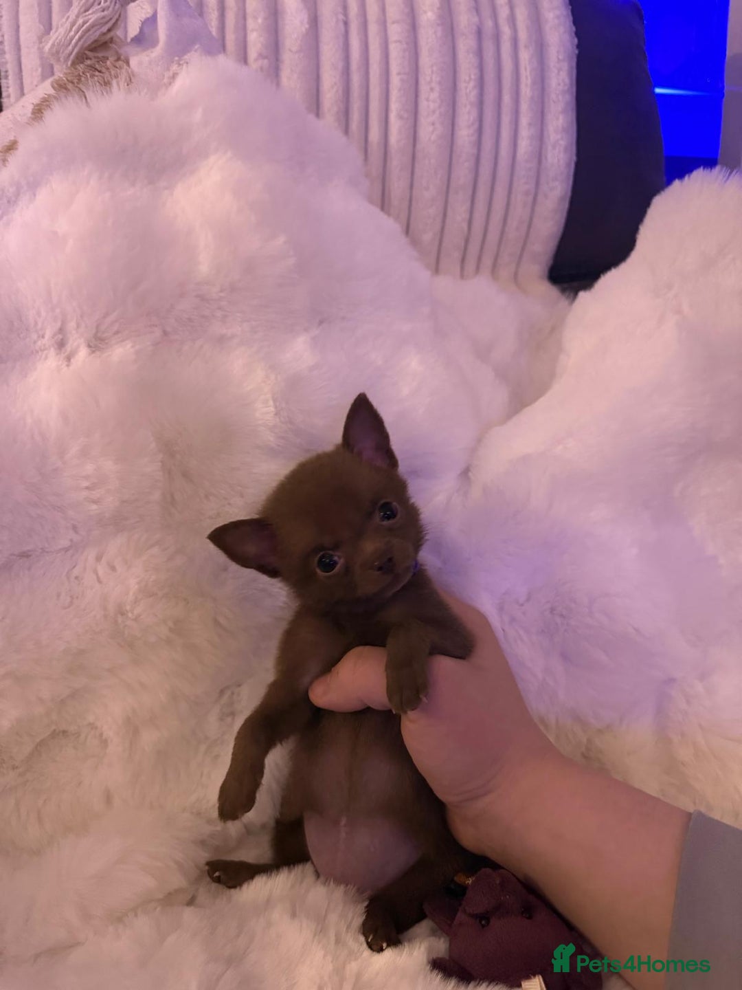 Pomchi dogs for sale: Fluffy Tiny Pomchi Puppies.🥰😍🤗 - Image 20