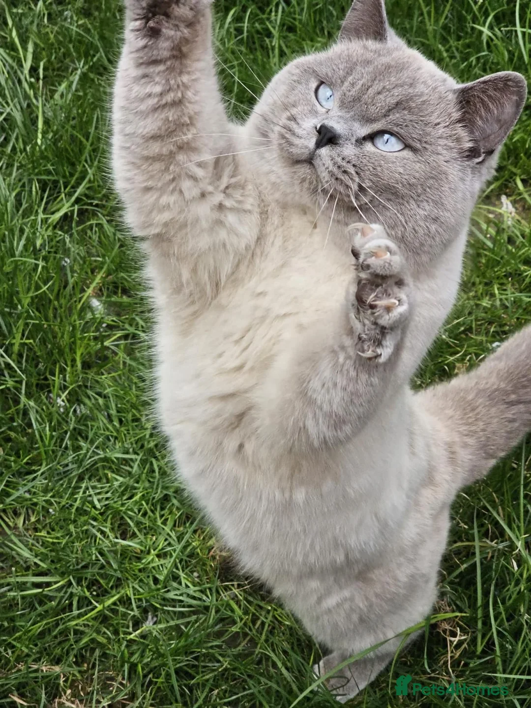 British Shorthair cats for sale:  Blue eyed British Shorthair(5 years)Colourpoint - Advert 4