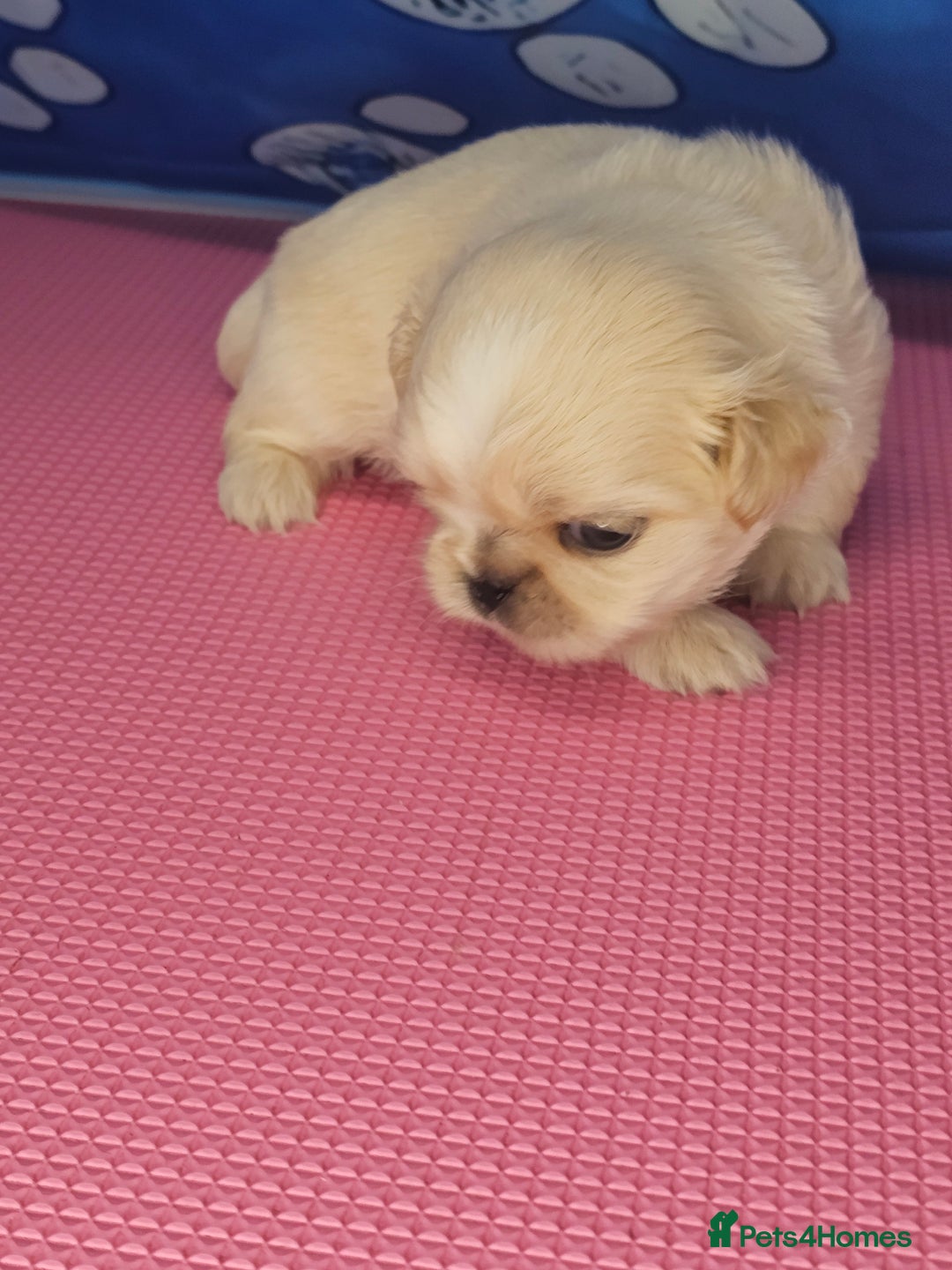 Shih Tzu dogs for sale: Pedigree smallest possible size Shih Tzu - Advert 26