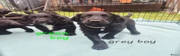 Sprocker dogs for sale: Sprocker Puppies READY NOW ✨️ - Advert 16