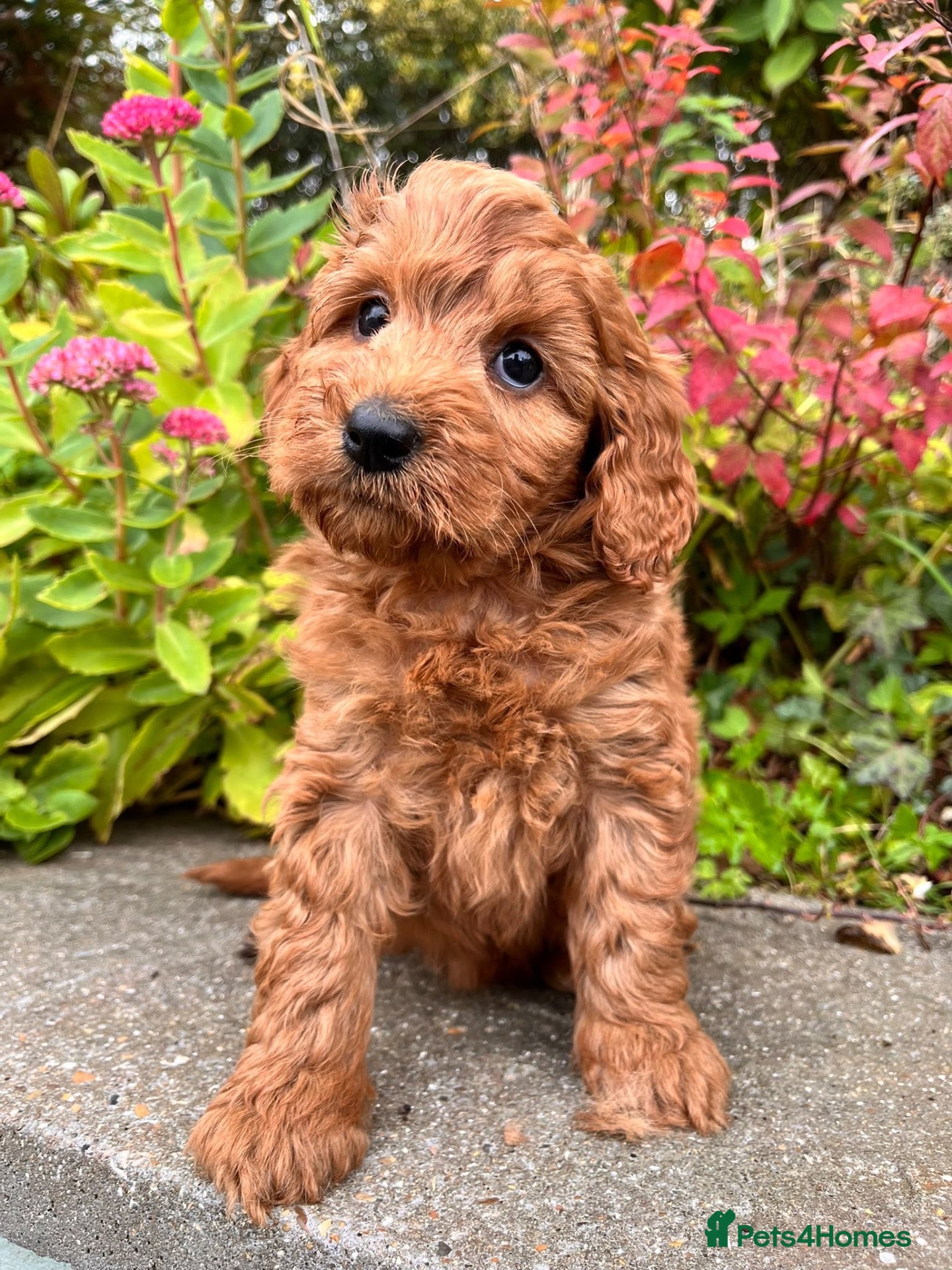 Cockapoo dogs Beautiful cockapoo puppies *licensed breeder* - Advert 1