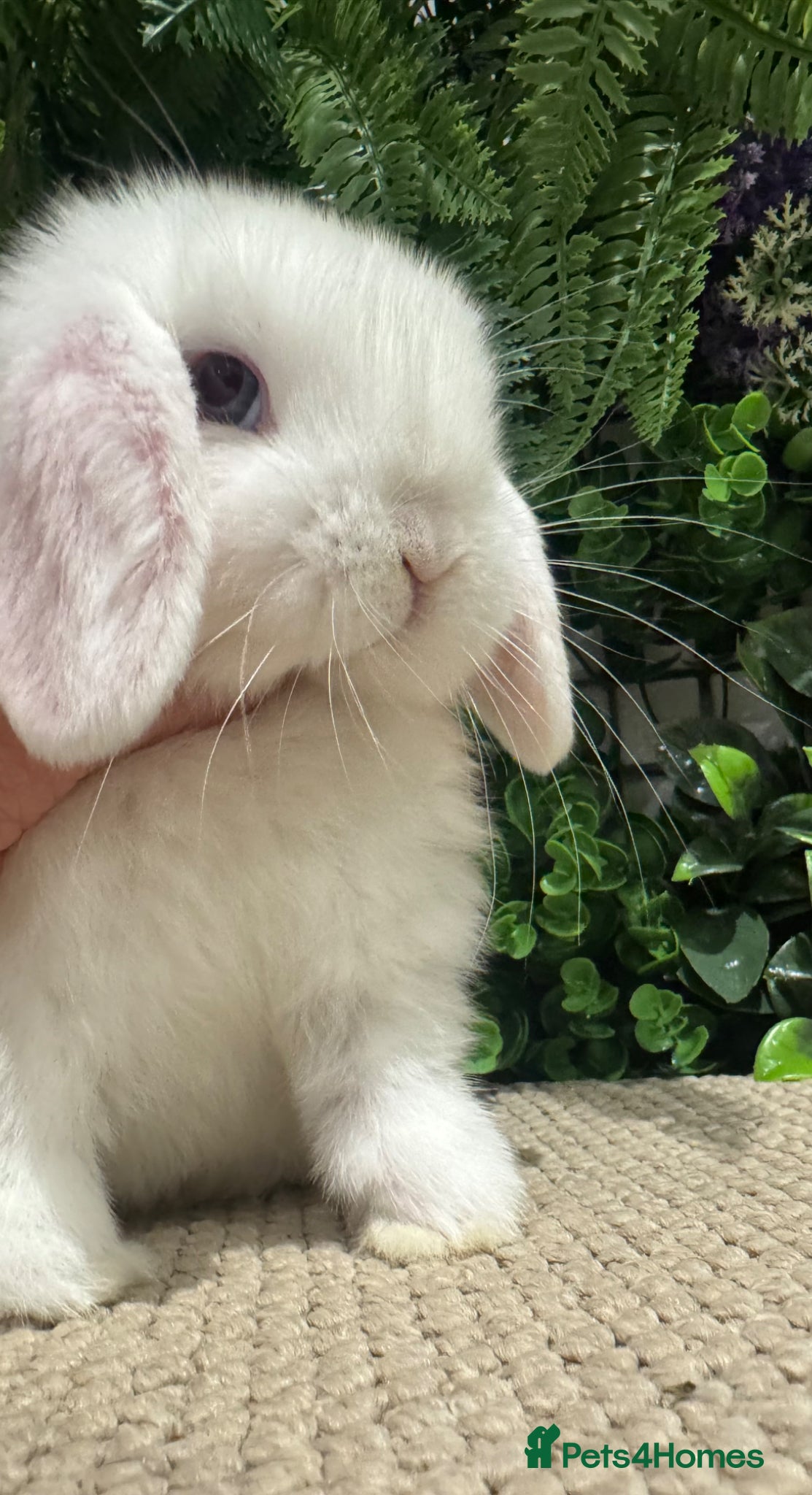 Mini Lop rabbits mini lops ready to reserve  - Advert 1