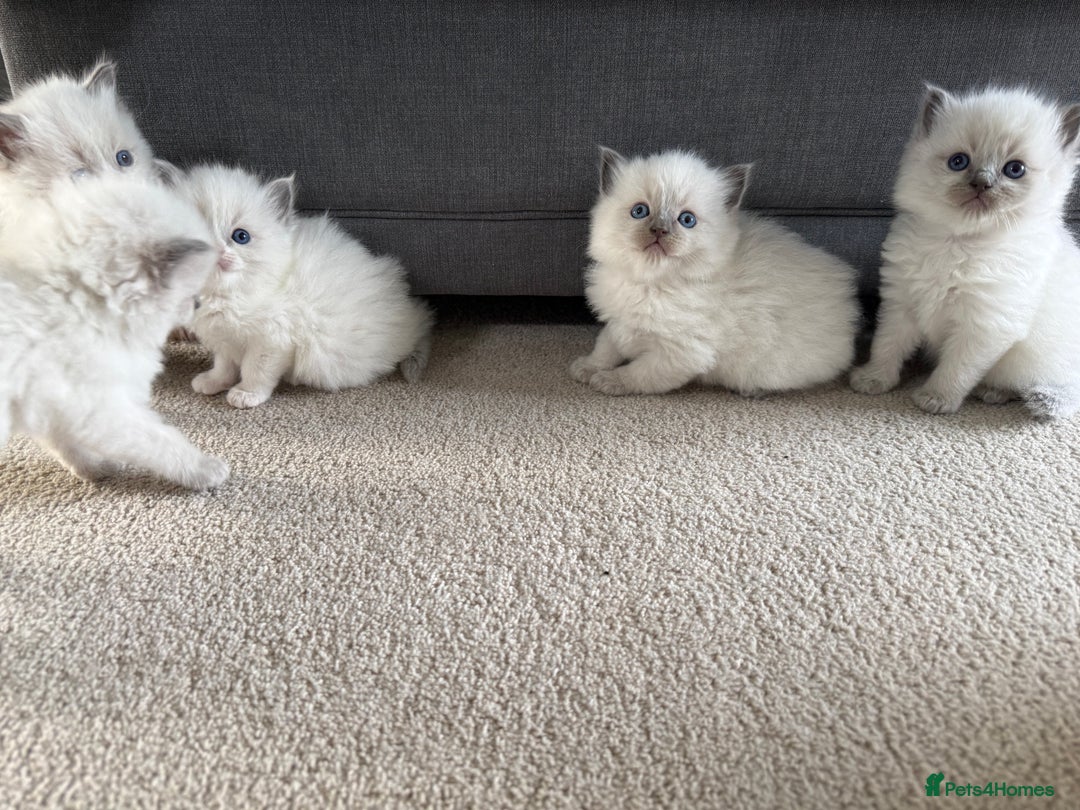 Ragdoll cats for sale: 📍1 FEMALE LEFT!🍼GCCF REGISTERED🐾 - Advert 14