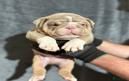 English Bulldog dogs for sale: Mr muscles pup 7 weeks old ready to go 28th  - Image 20