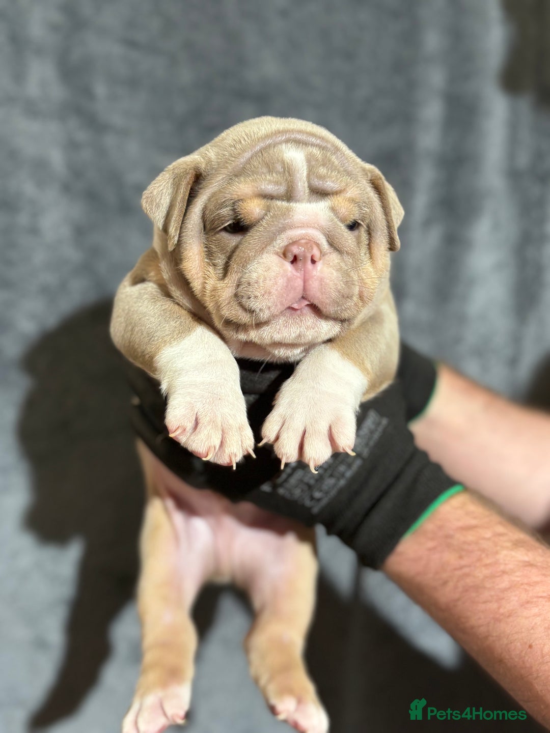 English Bulldog dogs for sale: Mr muscles pup 7 weeks old ready to go 28th  - Image 20
