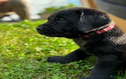 Labrador Retriever dogs for sale: KC Reg Pups, Excellent Pedigree, Ready This Week - Image 3
