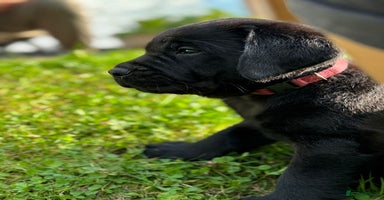 Labrador Retriever dogs - Advert 9