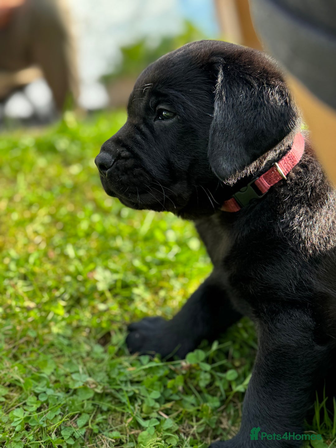 Labrador Retriever dogs for sale: KC Reg Pups, Excellent Pedigree, Ready This Week - Image 3